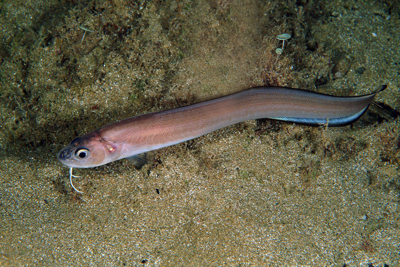 Giovanile di Ophidion sp.